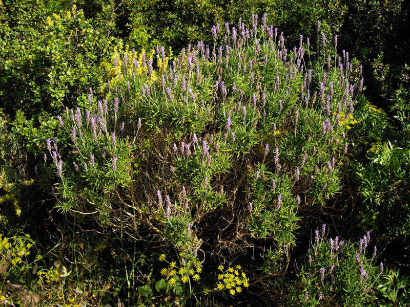 Lavandula dentata photo